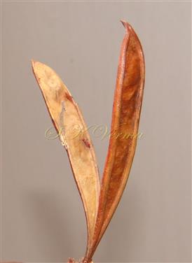  Legume (Dehiscing )